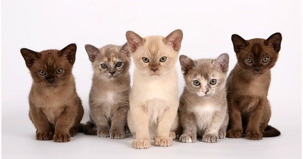 cat4.jpg Эпилог