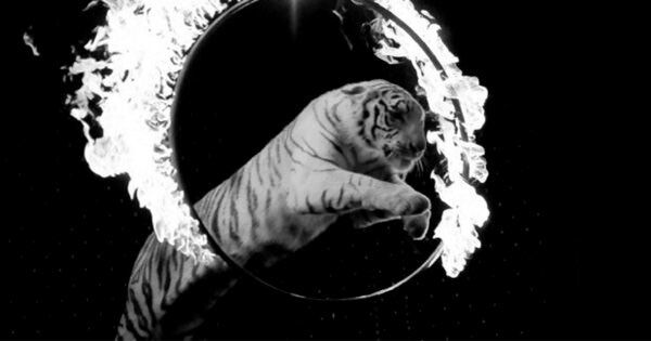 exp_tiger.jpg Бизнес-дрессировка