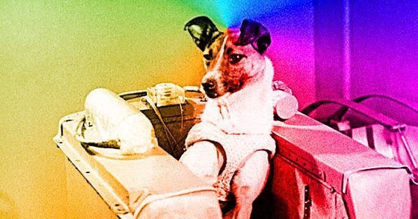 gagarin_laika.jpg Лайка -- первая собака в космосе