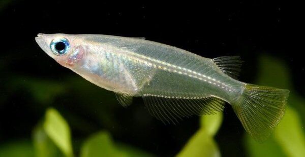 heaven_glassfish.jpg Прозрачная рыбка