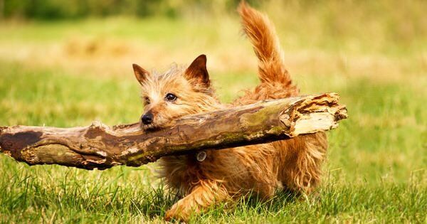 morning_root.jpg Как проснуться утром - корень женьшеня