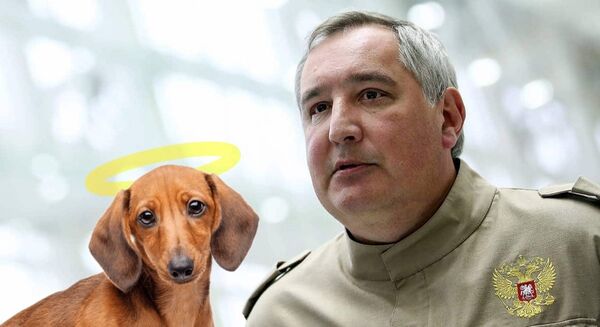 Рогозин и такса