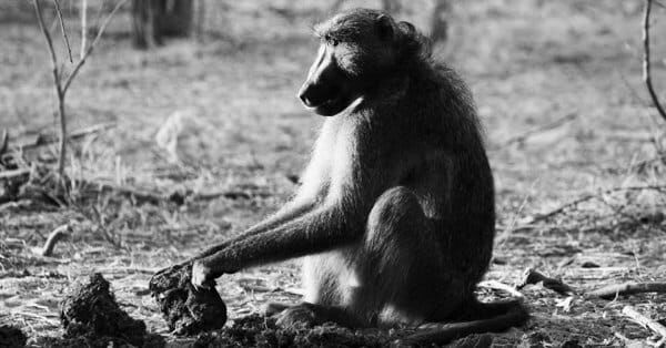 sortir_monkey.jpg Обезьяна бросается фекалиями