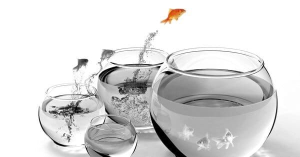 td_goldfish.jpg td_goldfish.jpg